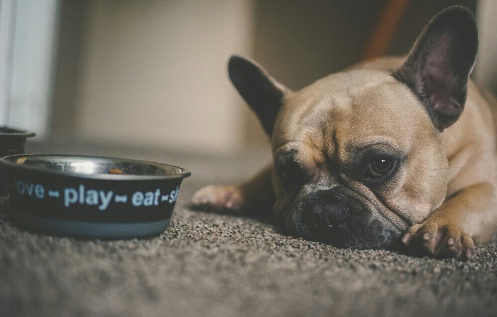 Read more about the article Balanced Diet For Dogs