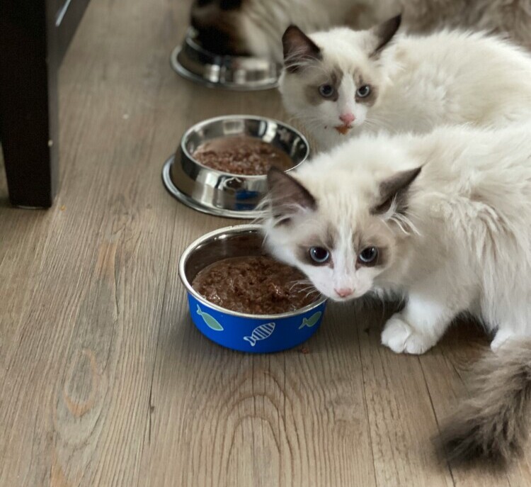 Read more about the article Balanced Diet For Cats