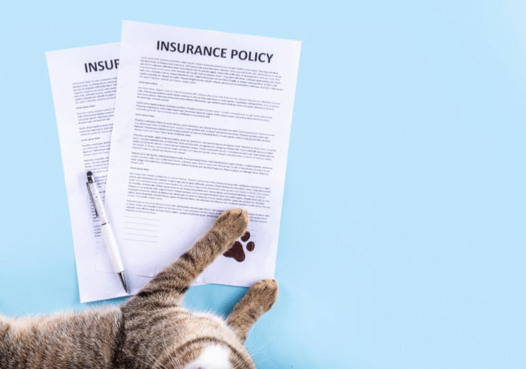 Read more about the article How To Choose The Best Pet Insurance For Cats